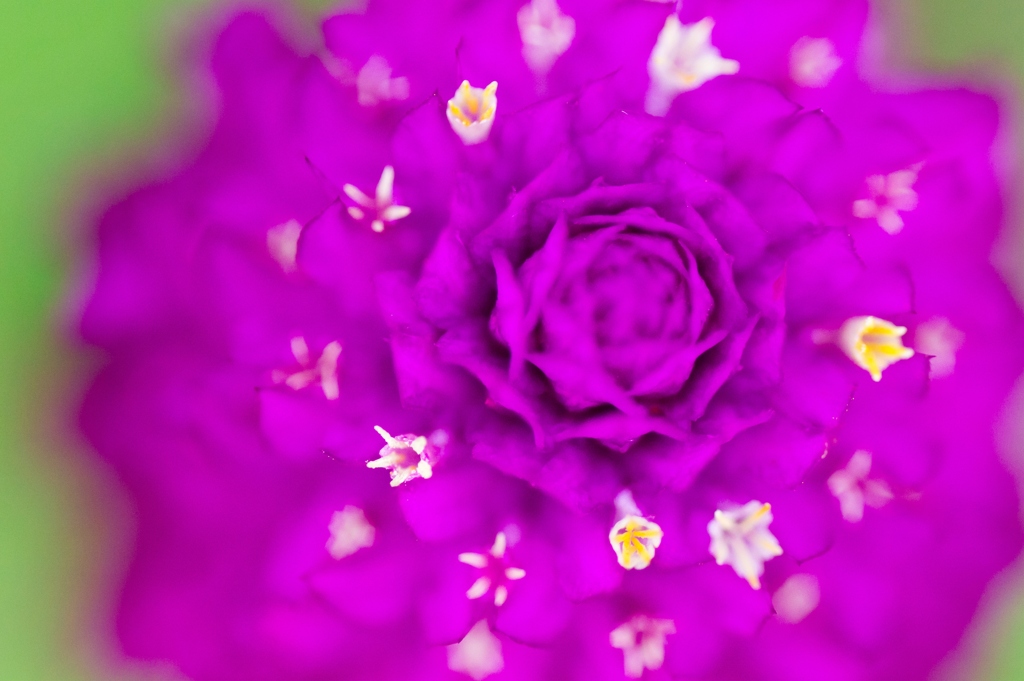 Globe amaranth