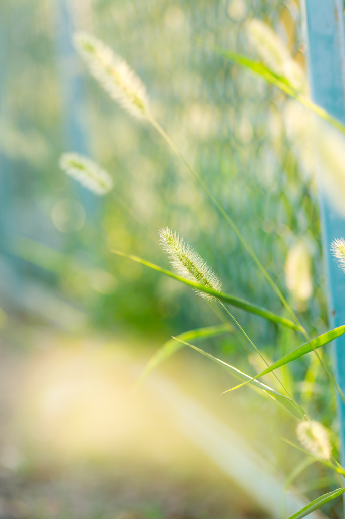 Green foxtail