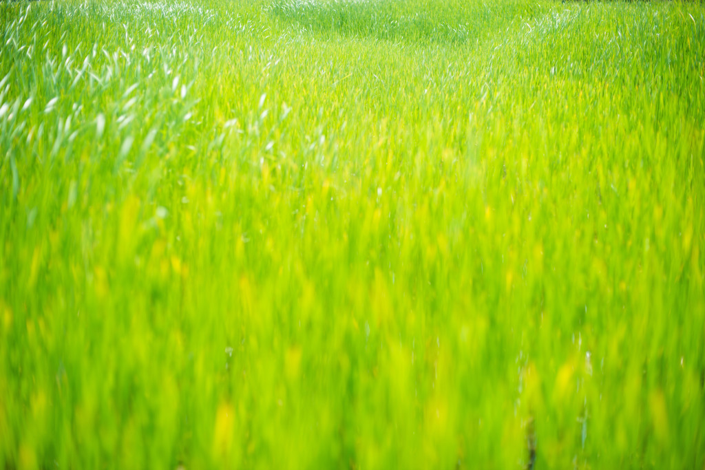 Green Carpet