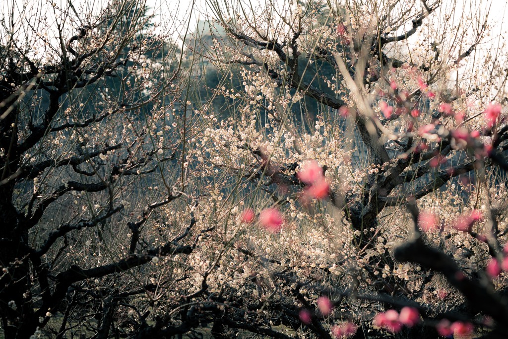 Branch