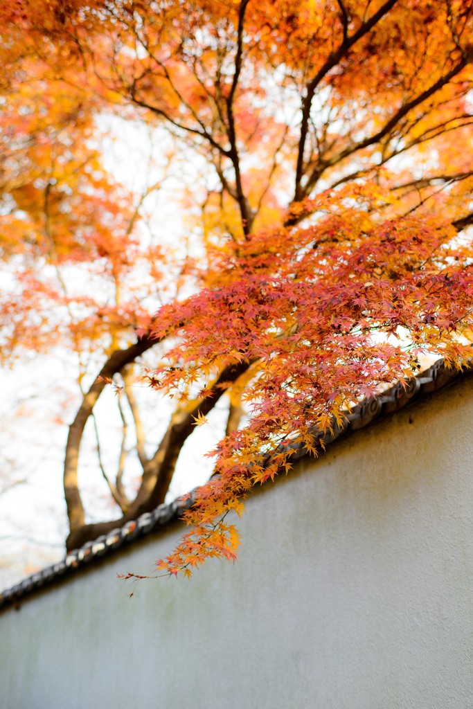 Autumn colors "Orange"