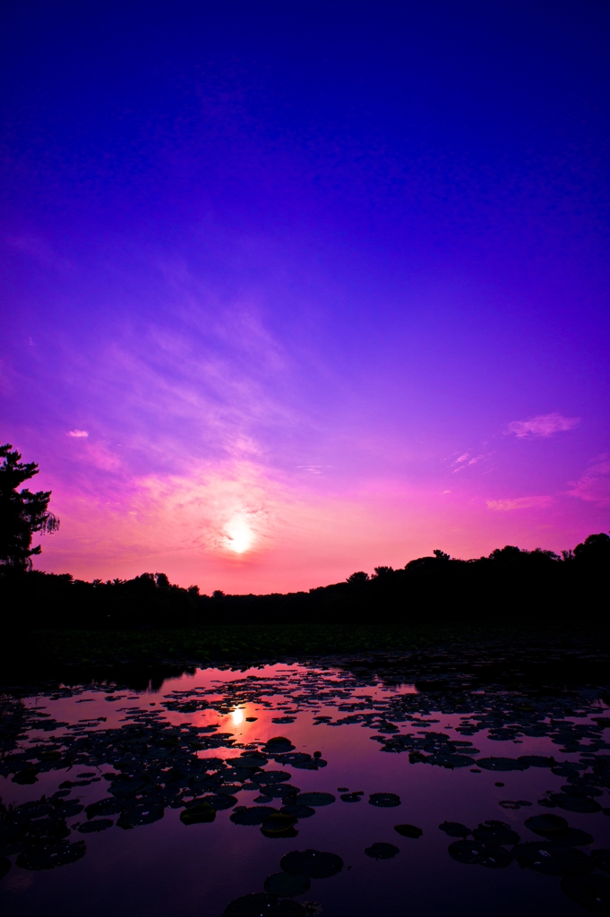 Lotus Pond