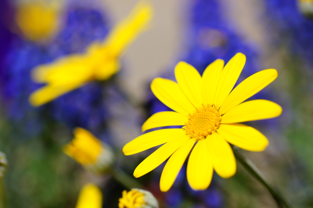 Euryops daisy