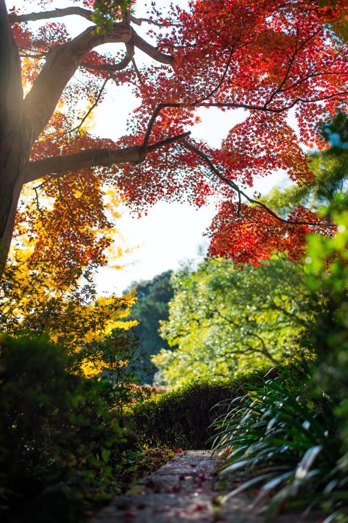 Autumn colors "Colorful"