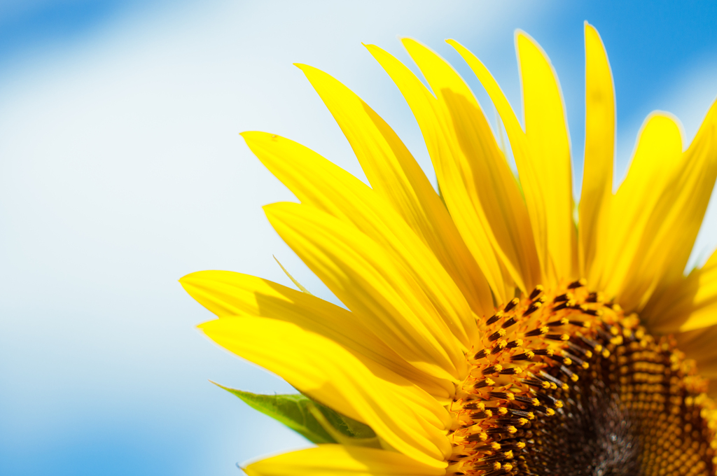 Summer bloom
