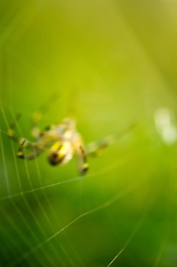 Swing spider