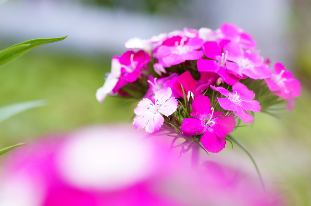 Untitled Flower