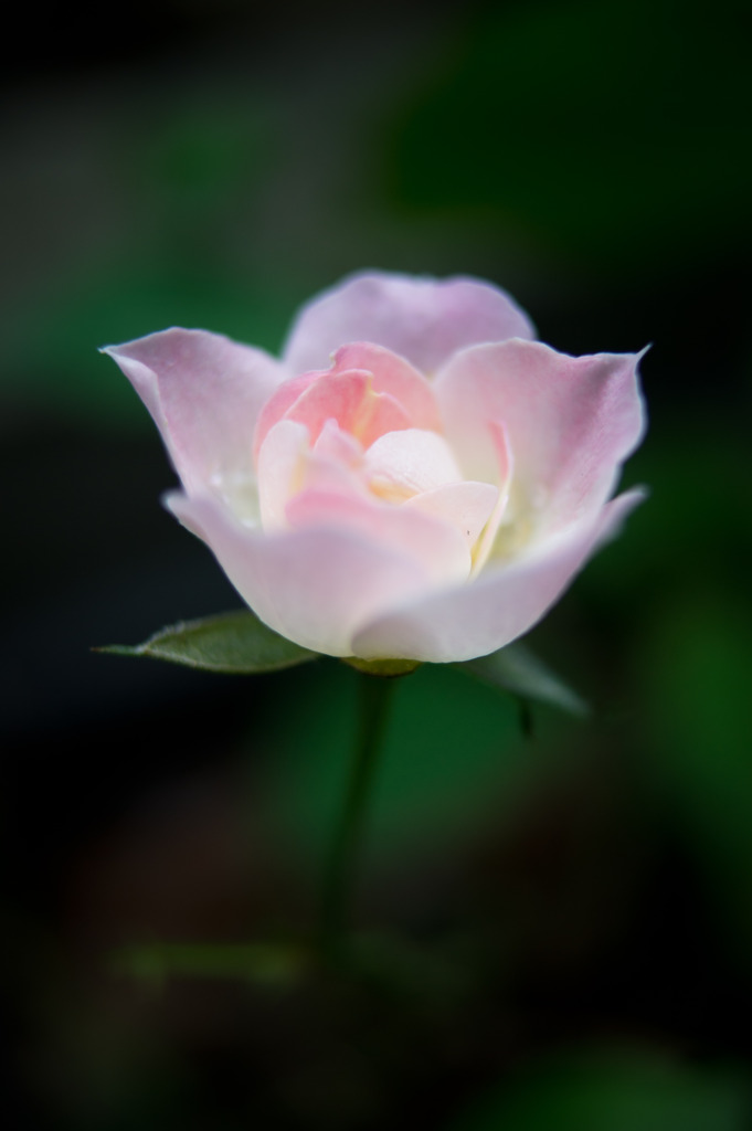 Princess rose
