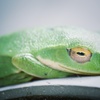 The messenger of the rainy season