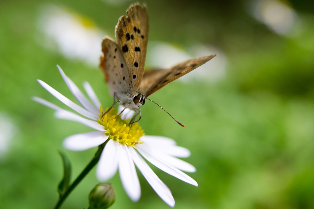 Sucking nectar