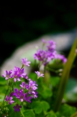 Lady's sorrel