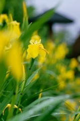 Yellow Iris