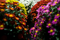 Valley of chrysanthemum