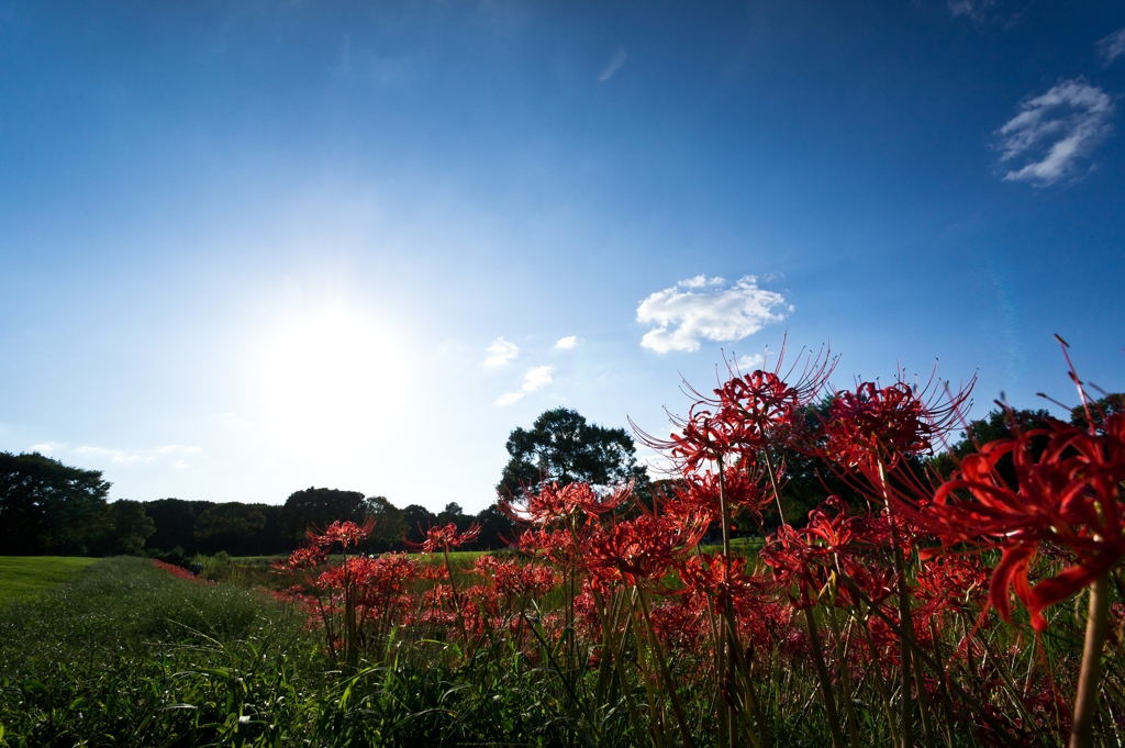 Road of spider lily