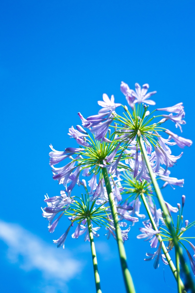 To sky "light purple"