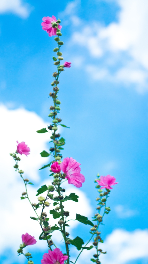 To sky "Pink"