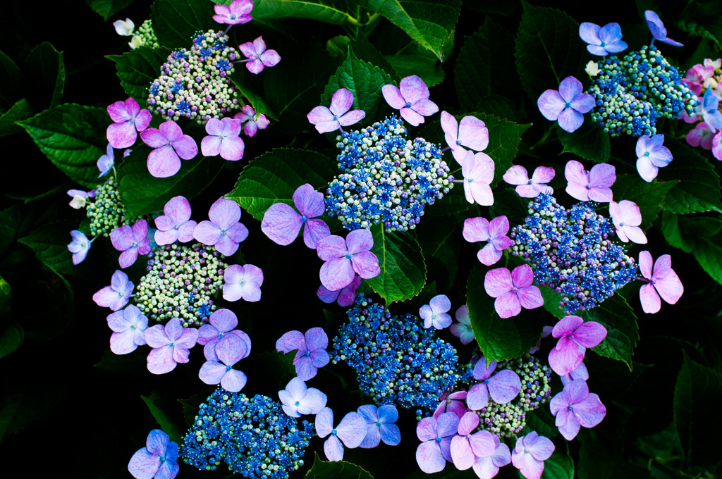Party of hydrangea