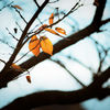Autumn colors "LAST"