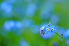 Forget-me-not