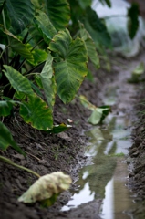 Rainy field