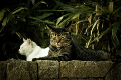 I'm sleepy.....