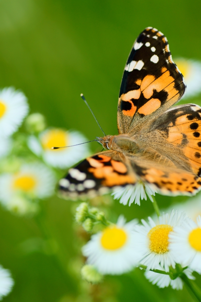 Landing on Flower