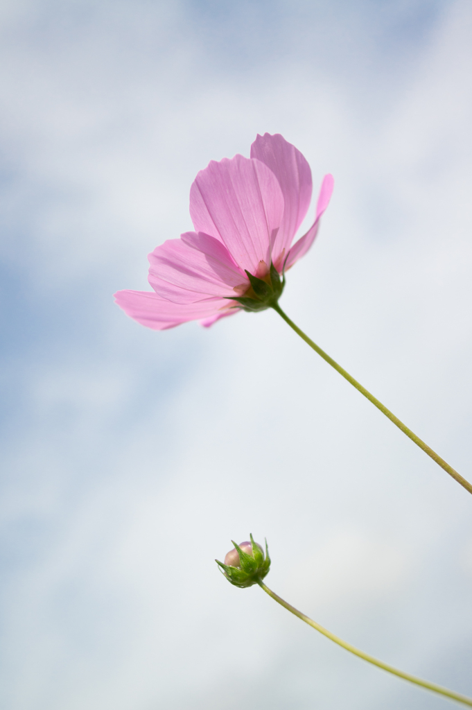 One flower, One bud