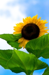 To sky "Sunflower"