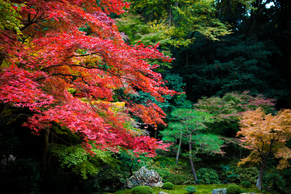Autumn in Japan