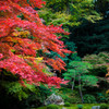 Autumn in Japan