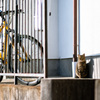 Cat back streets
