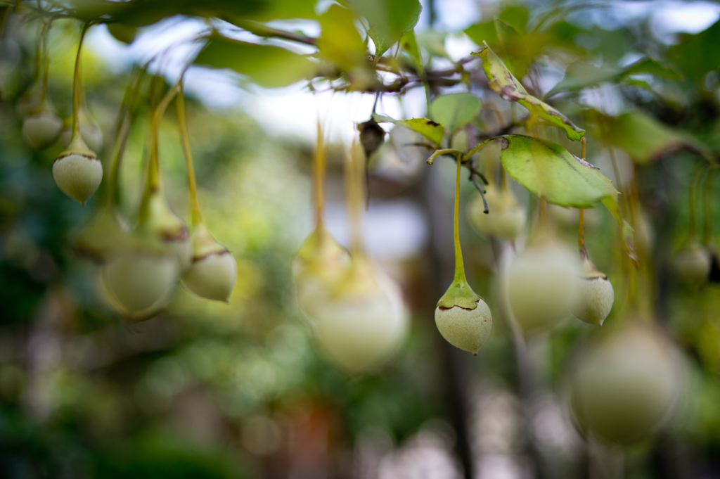 Nature chandelier