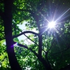 Sunbeam