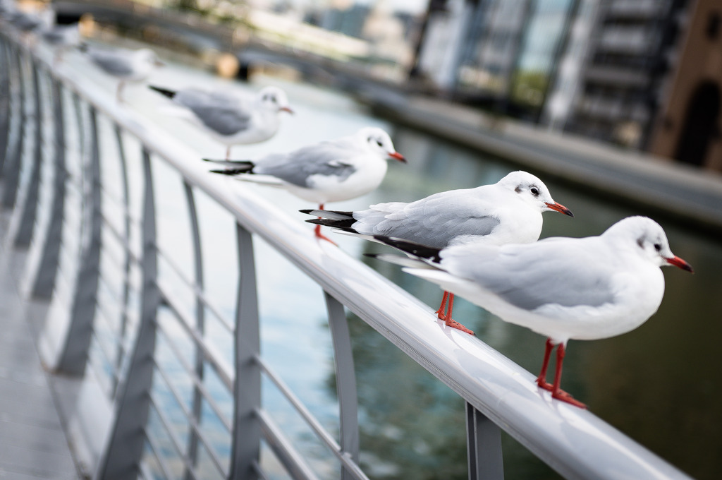 Urban perch