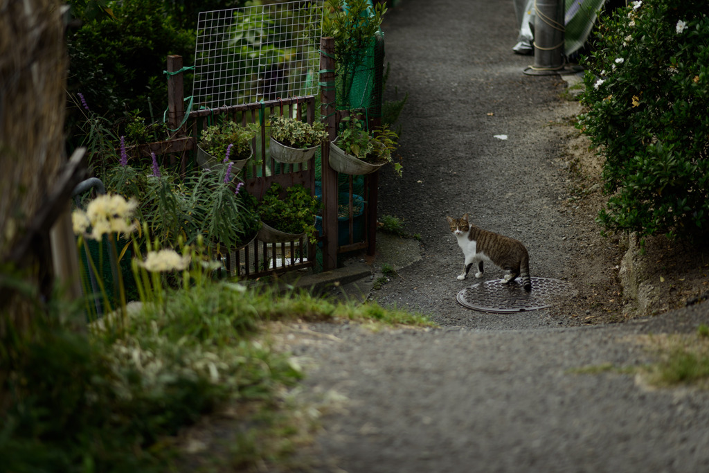The boss of back alley