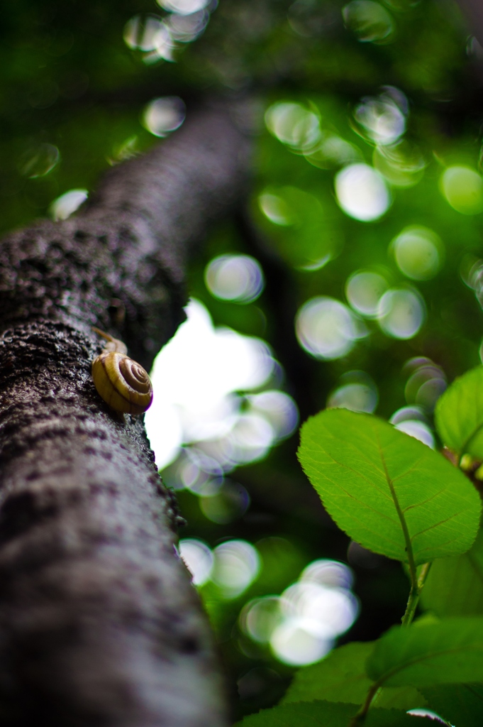 Tree climbing