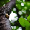 Tree climbing