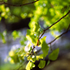 Film ginkgo