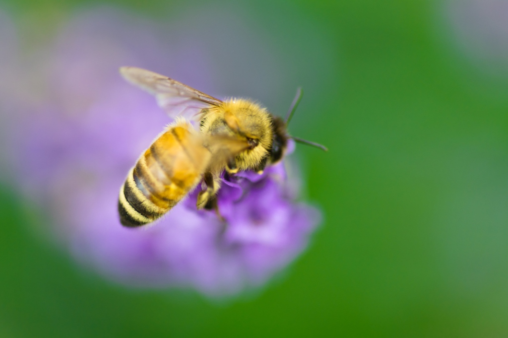 HoneyBee