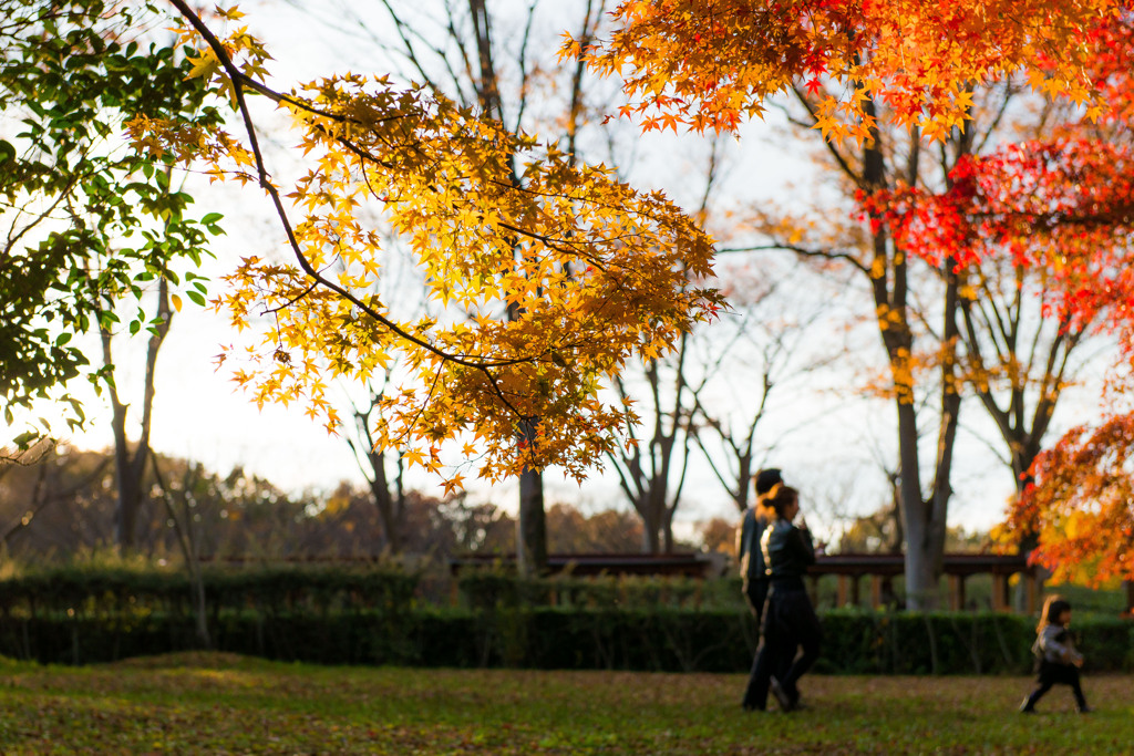 Autumn colors "Family Love"