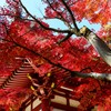 Autumn colors "Red & Scarlet"