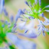 Season of purple