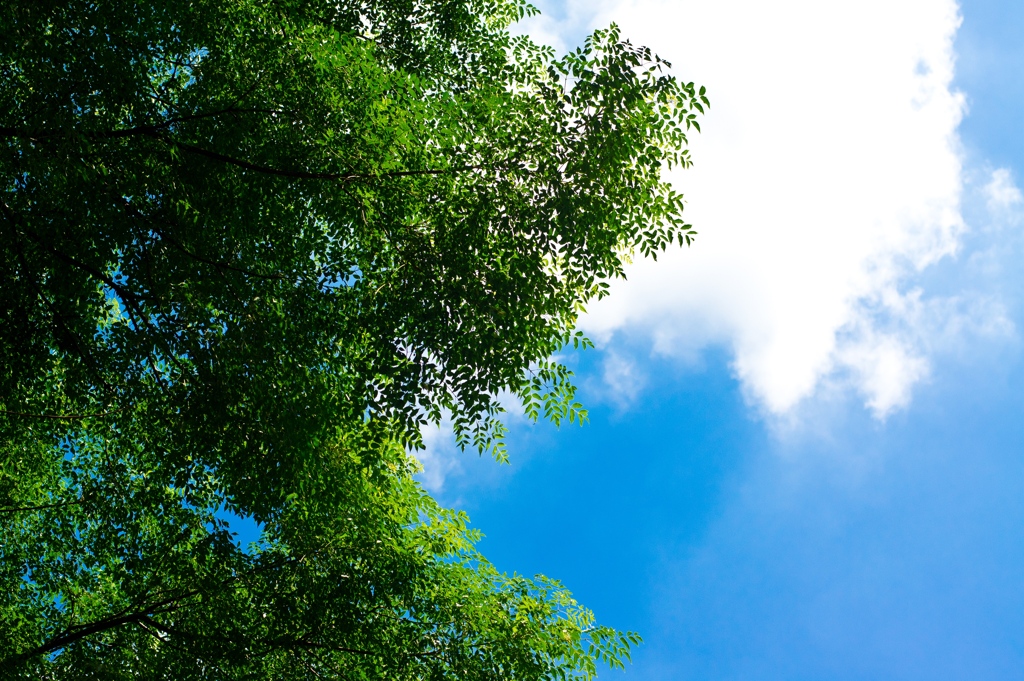 To sky "Bustle of the summer"