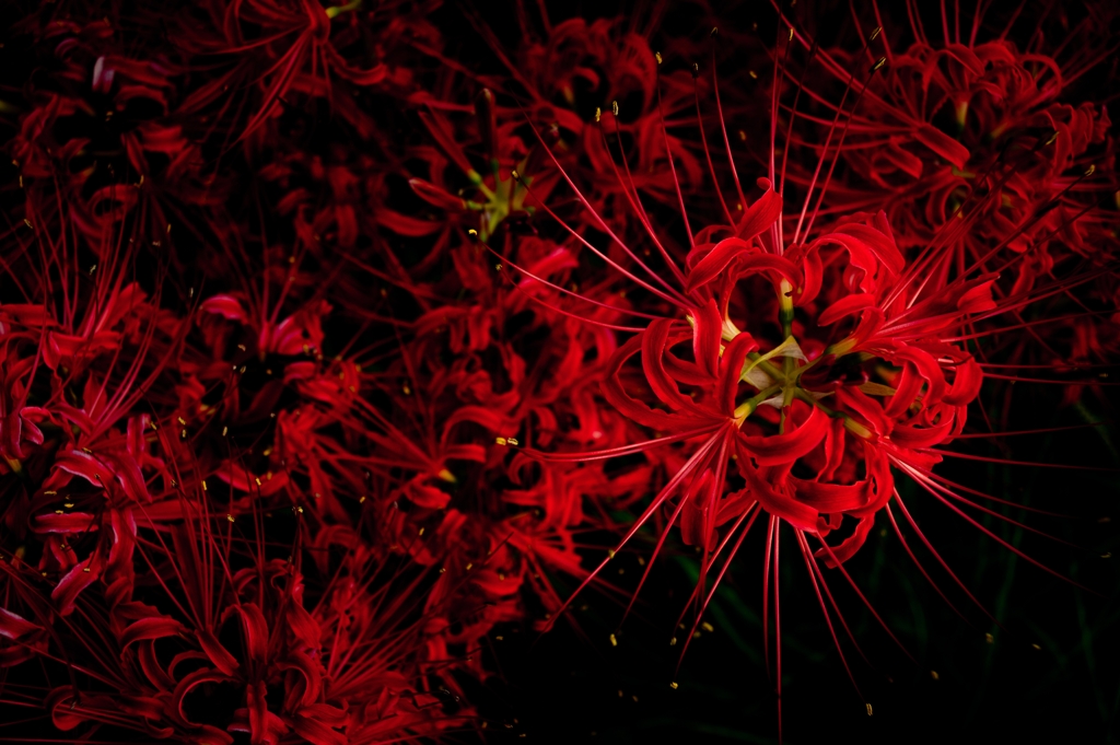 Scarlet fireworks