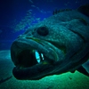 Big mouth