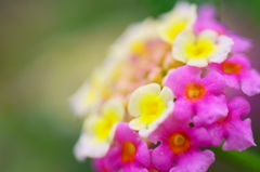 Lantana