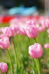 Tulip garden