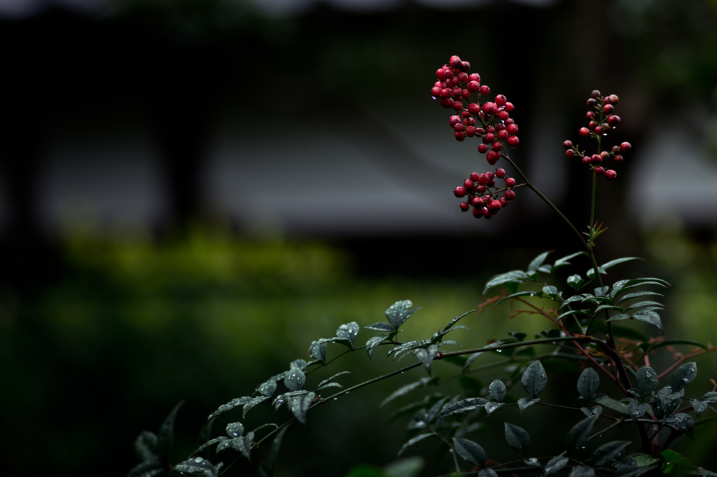 Silence after the rain