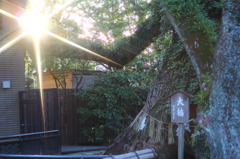 大木に宿る精霊は何してる？