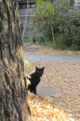 黒猫に覗かれた